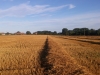 Harvested Brimpton Fields