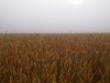 Brimpton Fields