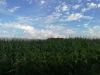 Brimpton Fields